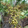 Saw Palmetto (Serenoa repens)