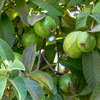 Scarlet Guava (Psidium guajava)