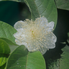 Scarlet Guava (Psidium guajava)