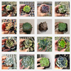 Echeveria Variety Pack