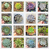 Echeveria Variety Pack