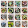 Echeveria Variety Pack