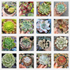 Echeveria Variety Pack