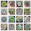Echeveria Variety Pack