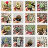 Cactus Variety Pack