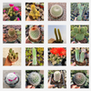 Cactus Variety Pack