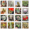 Cactus Variety Pack
