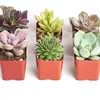 Rosette Succulent Collection