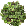 Verde Mini Succulent Collection