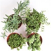 Trailing Succulents (Collection of Four)