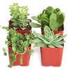 Verde Mini Succulent Collection