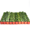 Verde Mini Succulent Collection