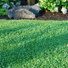 Microclover Alternative Lawn – photo 2