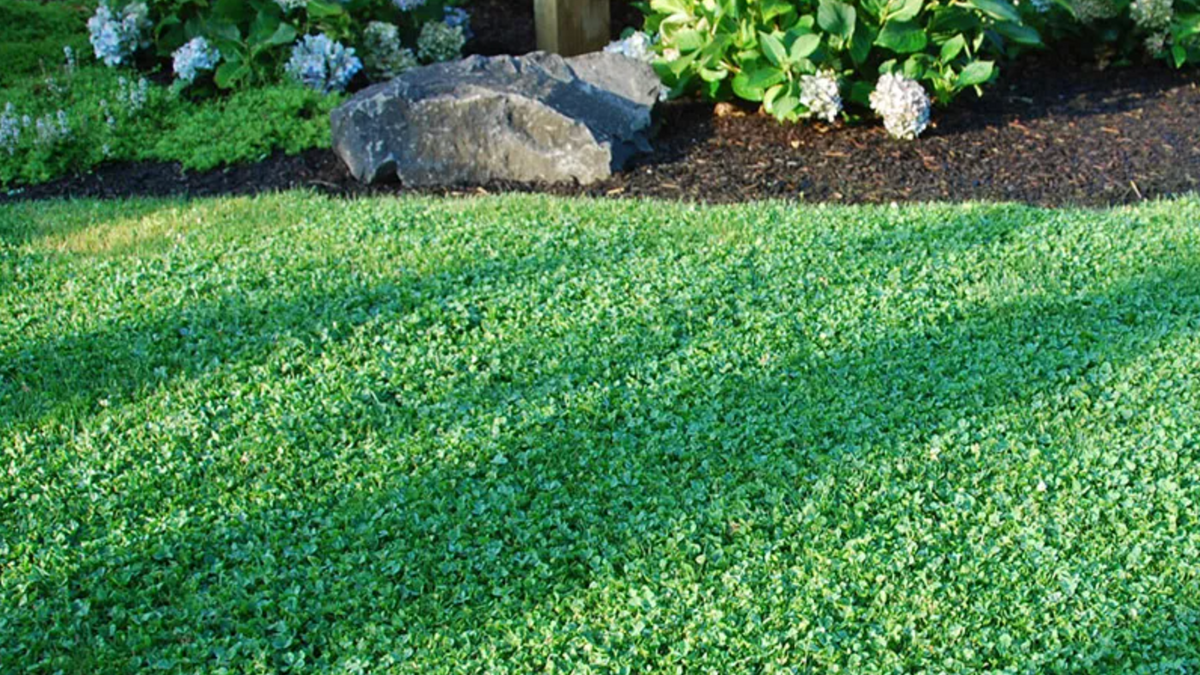 Microclover Alternative Lawn – photo 2