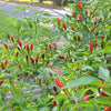 Organic Tobasco Pepper Seeds
