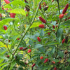 Organic Tobasco Pepper Seeds