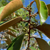 Caimitito, Satin Leaf (Chrysophyllum oliviforme)
