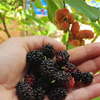 Mulberry 'Florida Native' (Morus nigra)