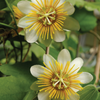 Passiflora Holoserica