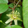 Passiflora Suberosa (Corky Stem Passion Fruit)