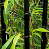 Bamboo 'Black Asper' (Bambusa lako)