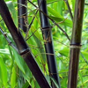 Bamboo 'Black Asper' (Bambusa lako)