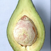 Avocado 'Lula' (Persia americana)