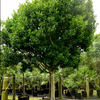 Pigeon Plum (Coccoloba diversifolia)