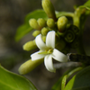 Mouse’s Pineapple (Morinda royoc)