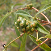 Mouse’s Pineapple (Morinda royoc)