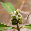 Mouse’s Pineapple (Morinda royoc)