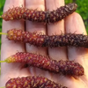 Mulberry 'Skinner' (Morus macroura var. Skinner)