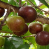 Governor’s Plum (Flacourtia rukam) – live tree – photo 3