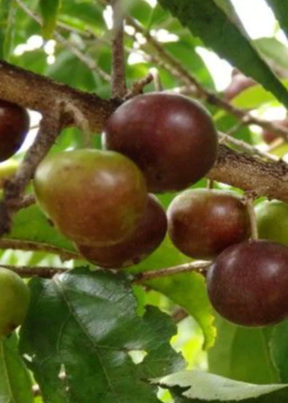 Governor’s Plum (Flacourtia rukam) – live tree – photo 3