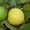 Cas Guava, Costa Rican Guava (Psidium friedrichsthalianum) – live tree – photo 4