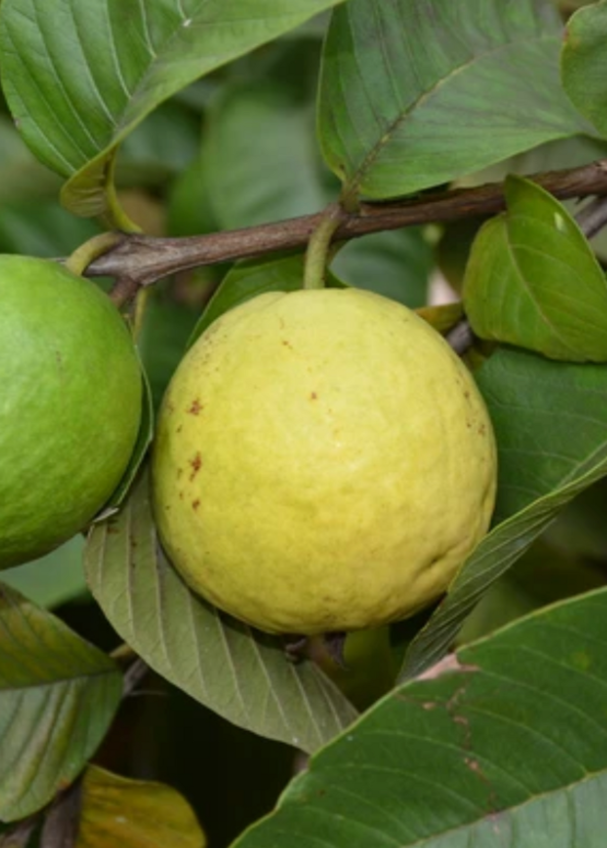 Cas Guava, Costa Rican Guava (Psidium friedrichsthalianum) – live tree – photo 4