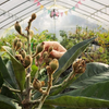 Loquat 'Christmas' (Eriobotrya japonica)
