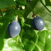 Passiflora Suberosa (Corky Stem Passion Fruit)