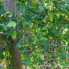 Passiflora Suberosa (Corky Stem Passion Fruit)