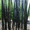 Bamboo 'Black Asper' (Bambusa lako)