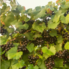 Southern Muscadine Grape Bundle: Carlos + Alachua +Southern Home'