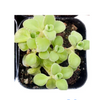 Plectranthus socotranus