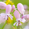 Sculpit (Silene inflata)
