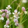 Sculpit (Silene inflata)