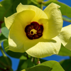 Sea Hibiscus (Hibiscus tiliaceus)