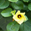 Sea Hibiscus (Hibiscus tiliaceus)