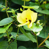 Sea Hibiscus (Hibiscus tiliaceus)