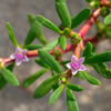 Sea Purslane (sesuvium portulacastrum)