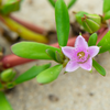 Sea Purslane (sesuvium portulacastrum)