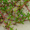 Sea Purslane (sesuvium portulacastrum)